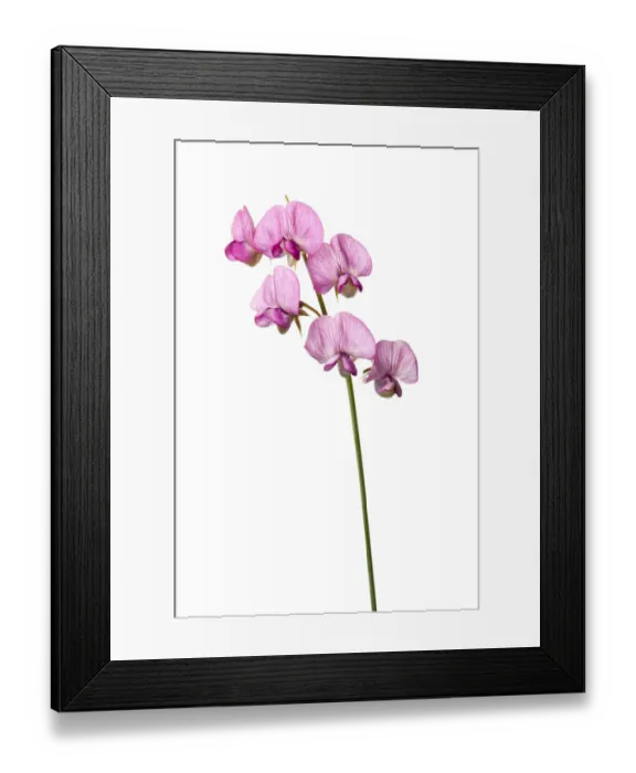 Framed Print : Broad leaved everlasting pea (Lathyrus latifolius) in flower, Queyras, France, June 2009 Framed Print : Broad leaved everlasting pea (Lathyrus latifolius) in flower, Queyras, France, June 2009