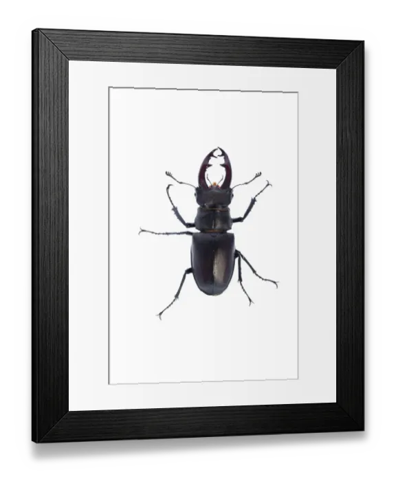 Framed Print : Male Stag beetle (Lucanus cervus) Suffolk, England, June 2009 Framed Print : Male Stag beetle (Lucanus cervus) Suffolk, England, June 2009