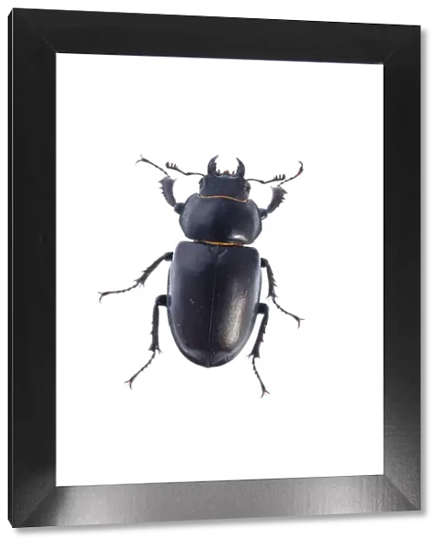 Female Stag beetle (Lucanus cervus) Suffolk, England, June 2009