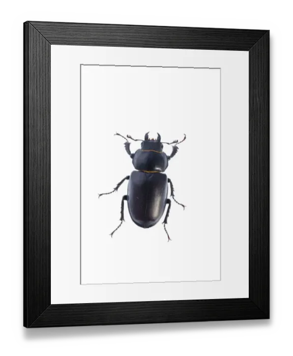 Framed Print : Female Stag beetle (Lucanus cervus) Suffolk, England, June 2009 Framed Print : Female Stag beetle (Lucanus cervus) Suffolk, England, June 2009