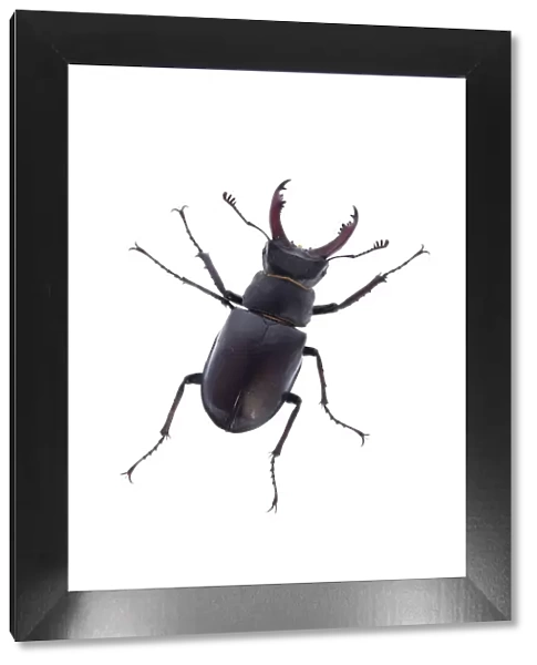 Male Stag beetle (Lucanus cervus) Suffolk, England, June 2009. WWE OUTDOOR EXHIBITION