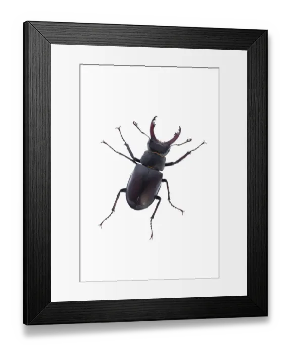 Framed Print : Male Stag beetle (Lucanus cervus) Suffolk, England, June 2009. WWE OUTDOOR EXHIBITION Framed Print : Male Stag beetle (Lucanus cervus) Suffolk, England, June 2009. WWE OUTDOOR EXHIBITION