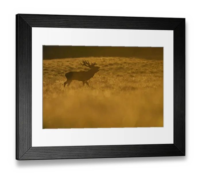 Framed Print : Red deer (Cervus elaphus) stag calling at sunset during rut, Klampenborg Dyrehaven Framed Print : Red deer (Cervus elaphus) stag calling at sunset during rut, Klampenborg Dyrehaven
