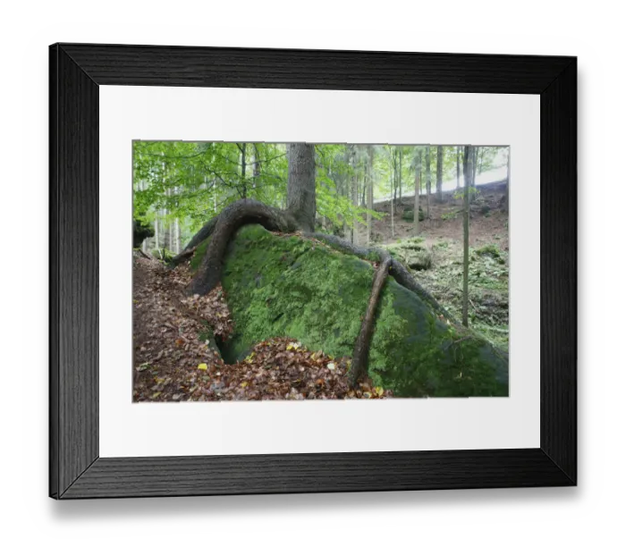 Framed Print : Tree with roots growing over large moss covered rock, Ceske Svycarsko / Bohemian Framed Print : Tree with roots growing over large moss covered rock, Ceske Svycarsko / Bohemian
