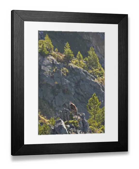 Framed Print : Male Tatra chamois (Rupicapra rupicapra tatrica) on rocky ridge near Arolla pines Framed Print : Male Tatra chamois (Rupicapra rupicapra tatrica) on rocky ridge near Arolla pines