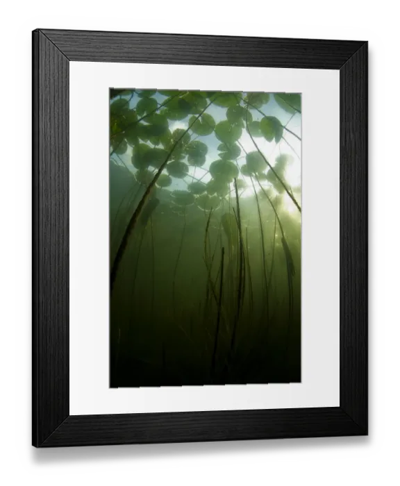 Framed Print : Fragrant water lilies (Nymphaea odorata) growing in Lake Skadar, Montenegro, May 2008 Framed Print : Fragrant water lilies (Nymphaea odorata) growing in Lake Skadar, Montenegro, May 2008