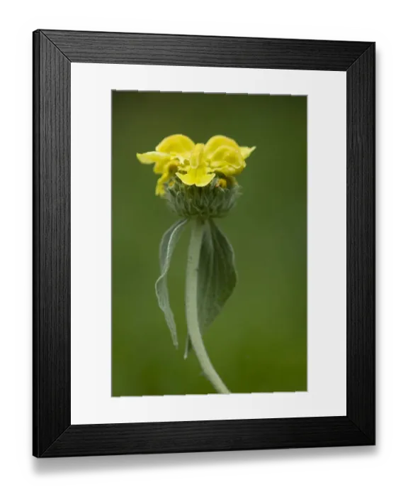Framed Print : Jerusalem sage (Phlomis fruticosa) in flower, Lake Skadar National Park, Montenegro Framed Print : Jerusalem sage (Phlomis fruticosa) in flower, Lake Skadar National Park, Montenegro