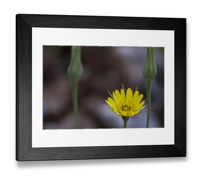 Framed Print : Yellow salsify (Tragopogon dubius) flower, Lake Skadar National Park, Montenegro Framed Print : Yellow salsify (Tragopogon dubius) flower, Lake Skadar National Park, Montenegro