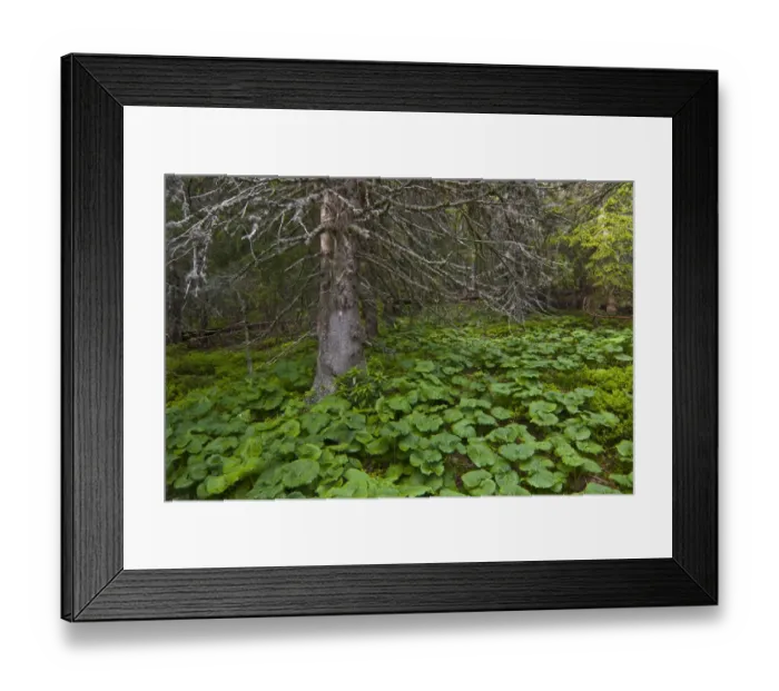 Framed Print : Old Norway spruce (Picea abies) tree with Butterbur (Petasites albus) growing beneath it