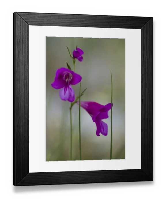Framed Print : Gladiolus (Gladiolus imbricatus) flowers, Lake Skadar National Park, Montenegro, May 2008 Framed Print : Gladiolus (Gladiolus imbricatus) flowers, Lake Skadar National Park, Montenegro, May 2008
