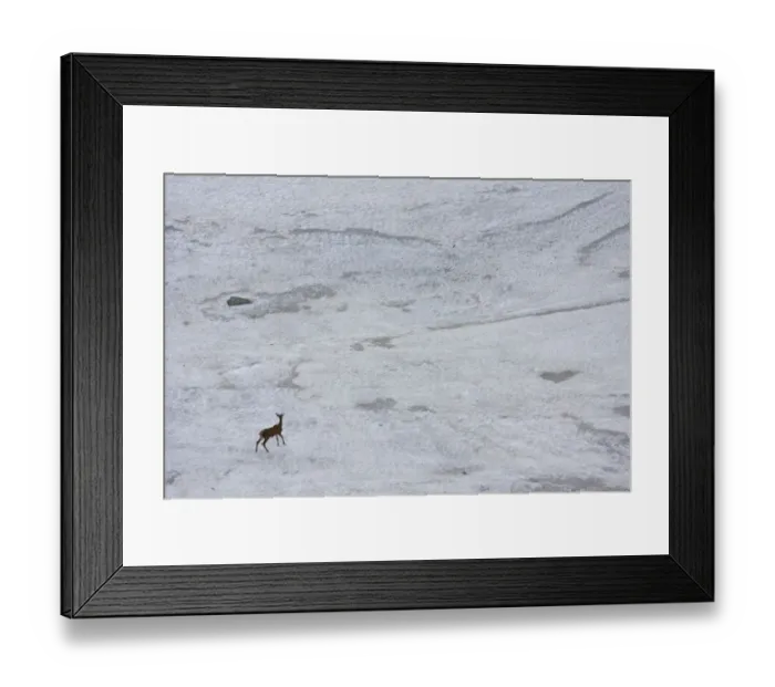Framed Print : Young male Red deer (Cervus elaphus) walking on snow field to get rid of flies, Western Tatras