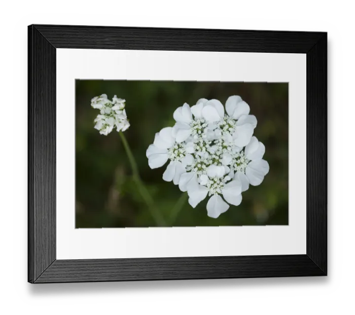 Framed Print : Cream scabious (Scabiosa ochroleuca) in flower, Lake Skadar National Park, Montenegro