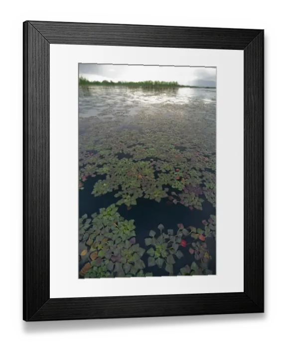Framed Print : Water caltrop / chestnut (Trapa natans) plants growing on water surface, Lake Skadar Framed Print : Water caltrop / chestnut (Trapa natans) plants growing on water surface, Lake Skadar