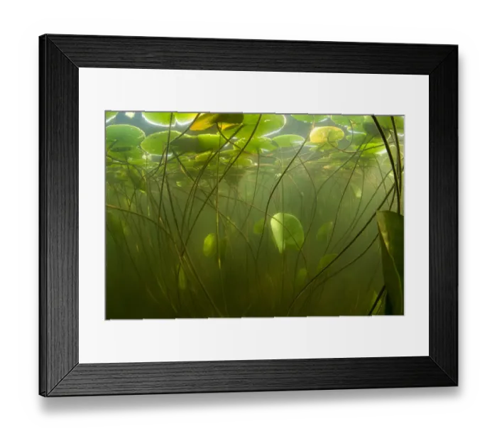 Framed Print : Fragrant water lilies (Nymphaea odorata) in Lake Skadar, Montenegro, May 2008 Framed Print : Fragrant water lilies (Nymphaea odorata) in Lake Skadar, Montenegro, May 2008