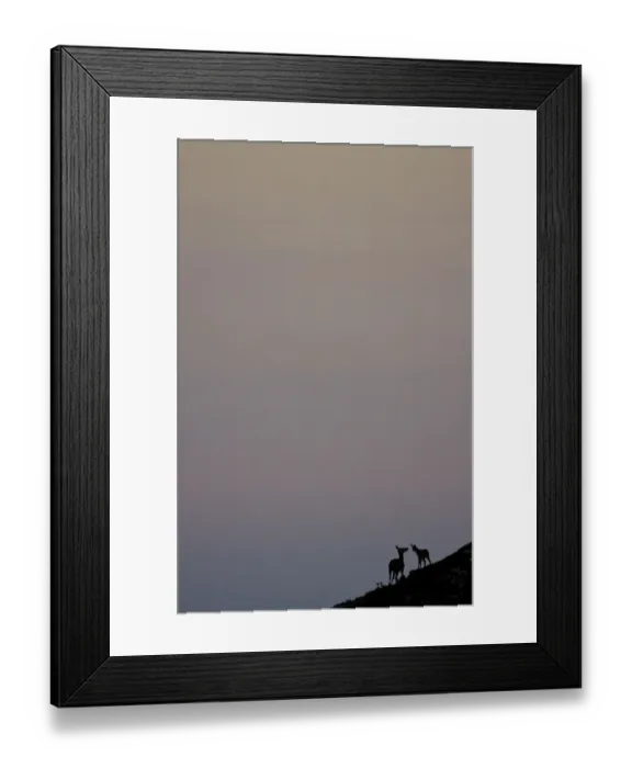Framed Print : Red deer (Cervus elaphus) hind with fawn silhouetted, Western Tatras, Carpathian Mountains Framed Print : Red deer (Cervus elaphus) hind with fawn silhouetted, Western Tatras, Carpathian Mountains