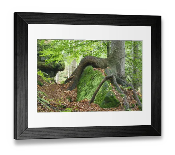 Framed Print : Tree growing over large moss covered rock, Ceske Svycarsko / Bohemian Switzerland National Park Framed Print : Tree growing over large moss covered rock, Ceske Svycarsko / Bohemian Switzerland National Park
