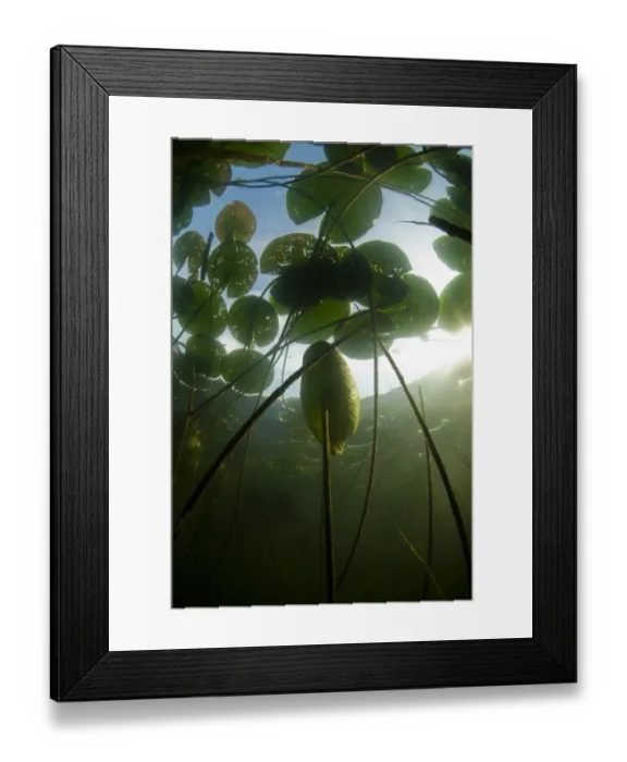 Framed Print : Fragrant water lilies (Nymphaea odorata) in Lake Skadar, Montenegro, May 2008 Framed Print : Fragrant water lilies (Nymphaea odorata) in Lake Skadar, Montenegro, May 2008