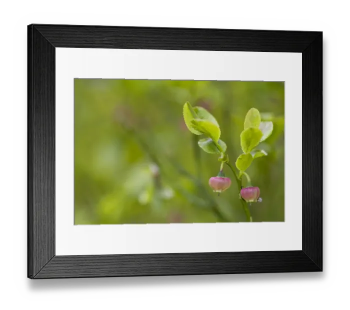 Framed Print : Bilberry (Vaccinium myrtillus) flowers, Western Tatras, Carpathian Mountains, Slovakia Framed Print : Bilberry (Vaccinium myrtillus) flowers, Western Tatras, Carpathian Mountains, Slovakia
