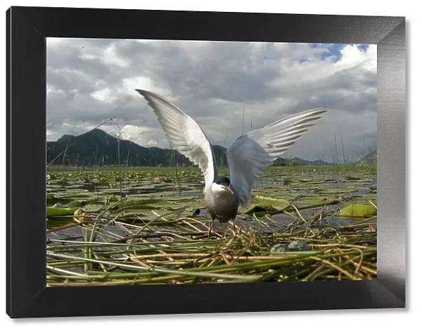 Whiskered tern (Chlidonias hybrida) on nest with two eggs, wings stretched, Lake Skadar