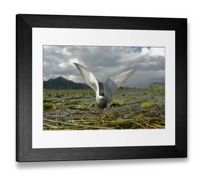 Framed Print : Whiskered tern (Chlidonias hybrida) on nest with two eggs, wings stretched, Lake Skadar Framed Print : Whiskered tern (Chlidonias hybrida) on nest with two eggs, wings stretched, Lake Skadar