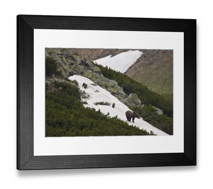 Framed Print : Female European brown bear (Ursus arctos) with two yearling cubs walking on snow Framed Print : Female European brown bear (Ursus arctos) with two yearling cubs walking on snow