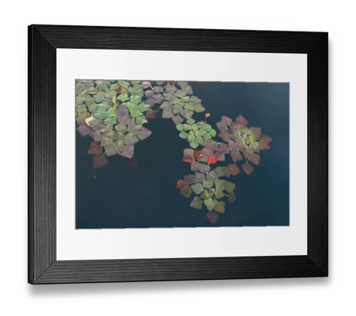 Framed Print : Water caltrop / chestnut (Trapa natans) on water surface, Lake Skadar, Lake Skadar National Park Framed Print : Water caltrop / chestnut (Trapa natans) on water surface, Lake Skadar, Lake Skadar National Park