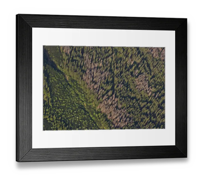 Framed Print : Aerial view of border between spruce forest and Dwarf mountain pine (Pinus mugo) Framed Print : Aerial view of border between spruce forest and Dwarf mountain pine (Pinus mugo)