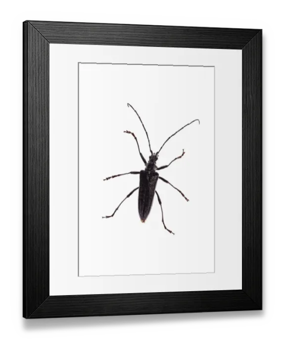 Framed Print : Male Longhorn beetle (Stenocorus sp) Queyras Natural Park, France, May 2009. WWE OUTDOOR EXHIBITION Framed Print : Male Longhorn beetle (Stenocorus sp) Queyras Natural Park, France, May 2009. WWE OUTDOOR EXHIBITION