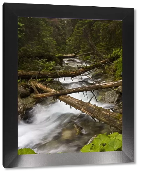 Mountain stream with fallen trees crossing pristine forest, Kouprova valley, Western Tatras