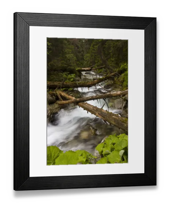 Framed Print : Mountain stream with fallen trees crossing pristine forest, Kouprova valley, Western Tatras Framed Print : Mountain stream with fallen trees crossing pristine forest, Kouprova valley, Western Tatras