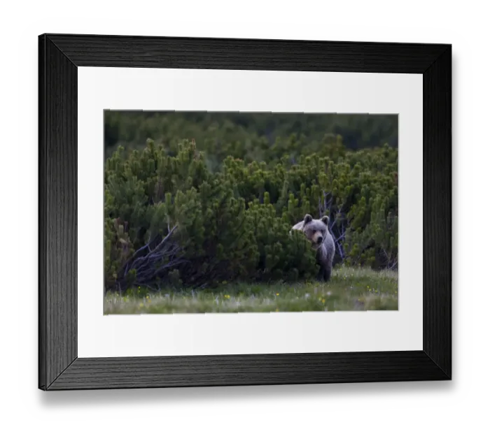 Framed Print : European brown bear (Ursus arctos) solitary female peering from behind Dwarf mountain pines Framed Print : European brown bear (Ursus arctos) solitary female peering from behind Dwarf mountain pines