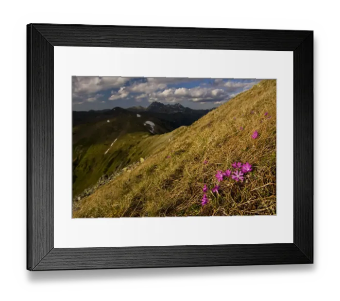 Framed Print : Least primroses (Primula minima) flowering on slope, Liptovske kopi, Western Tatras Framed Print : Least primroses (Primula minima) flowering on slope, Liptovske kopi, Western Tatras