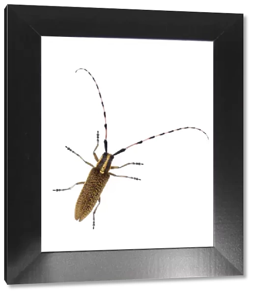 Longhorn beetle (Agapanthia villosoviridescens) Digne les Bains, France, May 2009