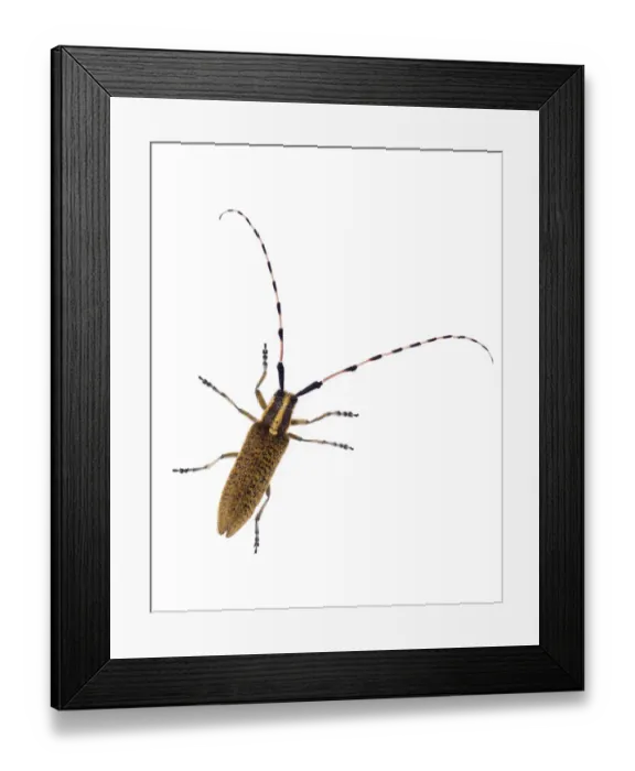 Framed Print : Longhorn beetle (Agapanthia villosoviridescens) Digne les Bains, France, May 2009 Framed Print : Longhorn beetle (Agapanthia villosoviridescens) Digne les Bains, France, May 2009