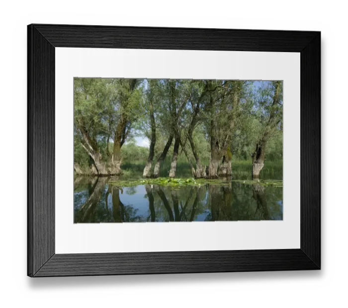 Framed Print : Willow trees (Salix) growing in water, Lake Skadar, Lake Skadar National Park, Montenegro Framed Print : Willow trees (Salix) growing in water, Lake Skadar, Lake Skadar National Park, Montenegro