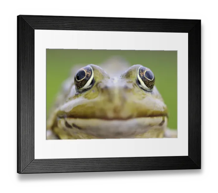 Framed Print : European edible frog (Rana Esculenta) close-up, Prypiat area, Belarus, June 2009