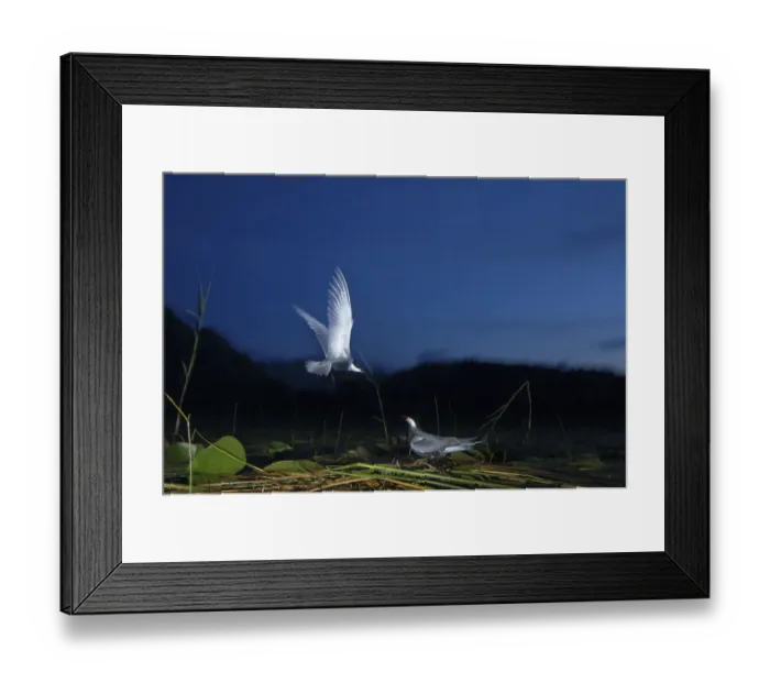 Framed Print : Whiskered tern (Chlidonias hybrida) landing at nest at night, Lake Skadar, Lake Skadar Framed Print : Whiskered tern (Chlidonias hybrida) landing at nest at night, Lake Skadar, Lake Skadar