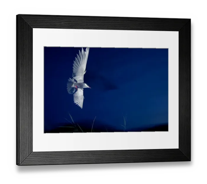 Framed Print : Whiskered tern (Chlidonias hybrida) in flight at night, Lake Skadar, Lake Skadar National Park Framed Print : Whiskered tern (Chlidonias hybrida) in flight at night, Lake Skadar, Lake Skadar National Park
