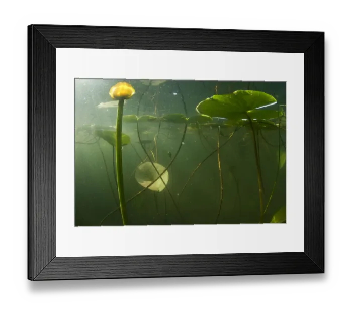 Framed Print : Yellow water lilies (Nuphar lutea) viewed from underwater, Lake Skadar, Lake Skadar National Park Framed Print : Yellow water lilies (Nuphar lutea) viewed from underwater, Lake Skadar, Lake Skadar National Park