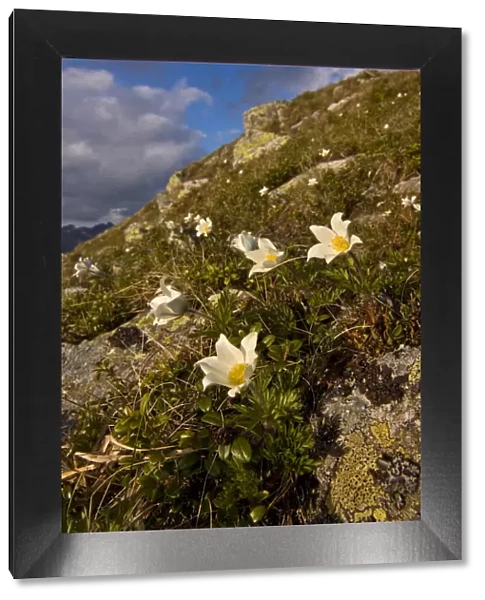 White pasque flowers (Pulsatilla alba) flowering on slope in the Liptovske kopi, Western Tatras
