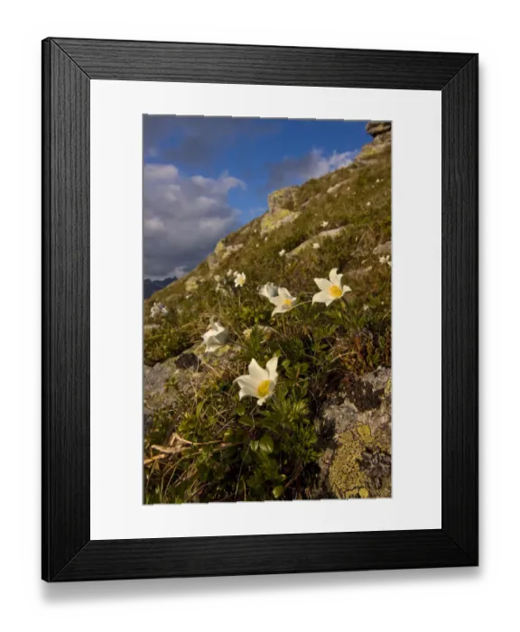 Framed Print : White pasque flowers (Pulsatilla alba) flowering on slope in the Liptovske kopi, Western Tatras Framed Print : White pasque flowers (Pulsatilla alba) flowering on slope in the Liptovske kopi, Western Tatras