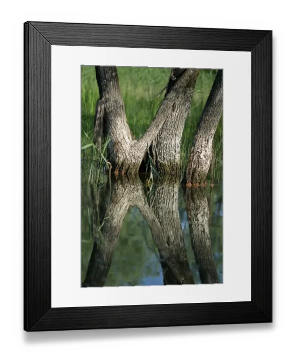 Framed Print : Willow trees (Salix) growing in water, Lake Skadar, Lake Skadar National Park, Montenegro Framed Print : Willow trees (Salix) growing in water, Lake Skadar, Lake Skadar National Park, Montenegro