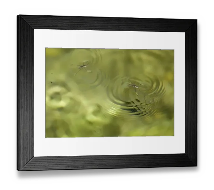 Framed Print : Two Water measurers (Hydrometra lacustris) Lake Skadar, Lake Skadar National Park