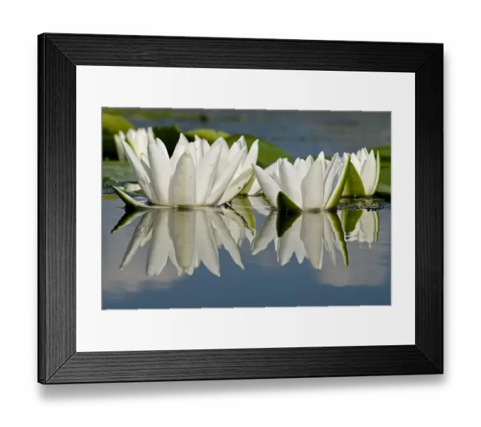 Framed Print : Fragrant water lily (Nymphaea odorata) flowers on Lake Skadar, Lake Skadar National Park Framed Print : Fragrant water lily (Nymphaea odorata) flowers on Lake Skadar, Lake Skadar National Park