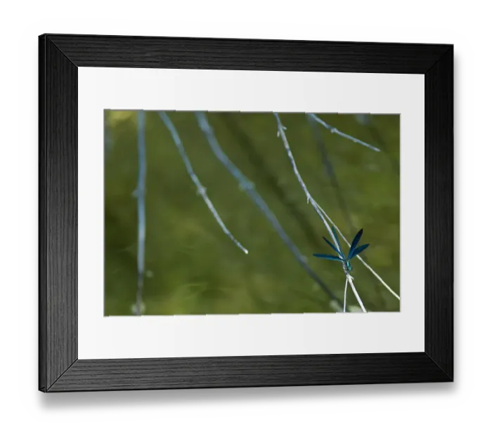 Framed Print : Beautiful demoiselle (Calopteryx virgo) on twig, Lake Skadar, Lake Skadar National Park Framed Print : Beautiful demoiselle (Calopteryx virgo) on twig, Lake Skadar, Lake Skadar National Park