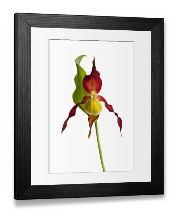 Framed Print : Yellow ladys slipper orchid (Cypripedium calceolus) in flower, France, May 2009 Framed Print : Yellow ladys slipper orchid (Cypripedium calceolus) in flower, France, May 2009