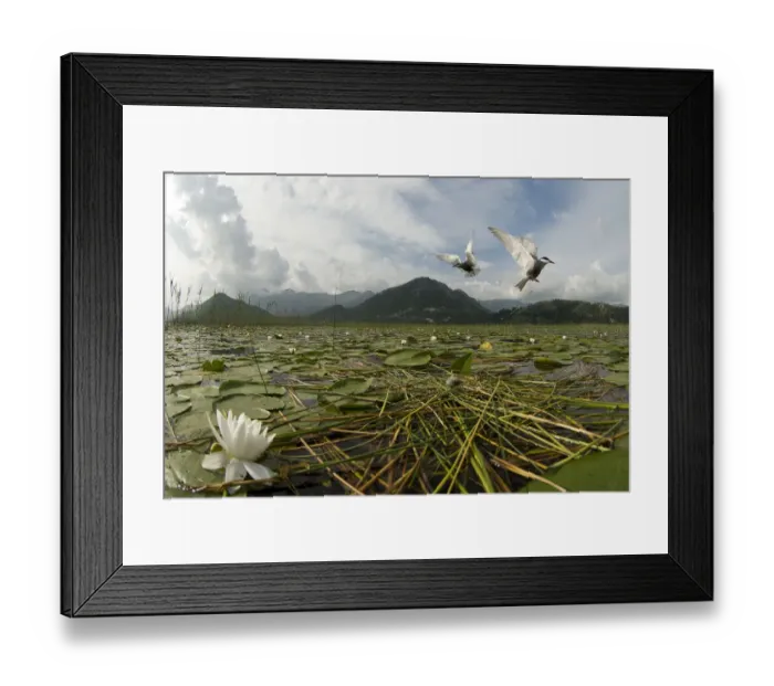 Framed Print : Two Whiskered terns (Chlidonias hybrida) in flight near nest with two eggs, Lake Skadar