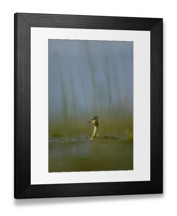 Framed Print : Great crested grebe (Podiceps cristatus) Lake Skadar, Lake Skadar National Park, Montenegro