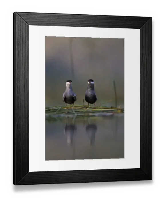 Framed Print : Whiskered tern (Chlidonias hybrida) pair on nest, Lake Skadar, Lake Skadar National Park Framed Print : Whiskered tern (Chlidonias hybrida) pair on nest, Lake Skadar, Lake Skadar National Park