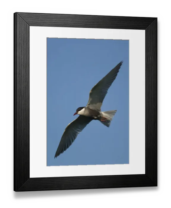 Framed Print : Whiskered tern (Chlidonias hybrida) in flight, Lake Skadar National Park, Montenegro Framed Print : Whiskered tern (Chlidonias hybrida) in flight, Lake Skadar National Park, Montenegro
